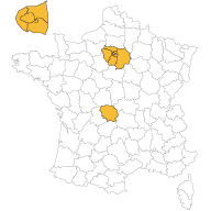 avenidoragence
